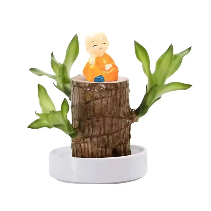 Skanto | Lucky Brazilian Wood Plant