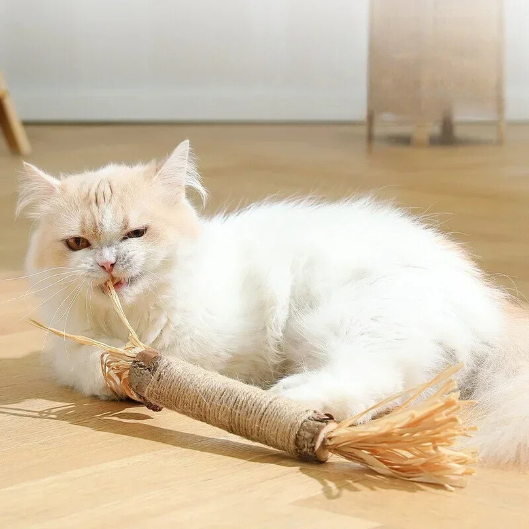 Katte tannrensende pinner Skanto