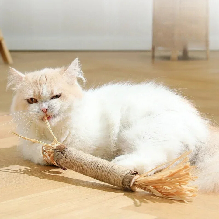 Katte tannrensende pinner Skanto