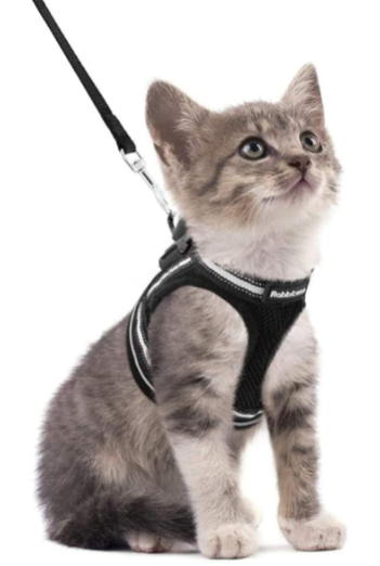 AdventureKit - Sikker sele for eventyrlystne katter Skanto