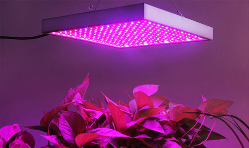 Skanto | Grow Light Lampe