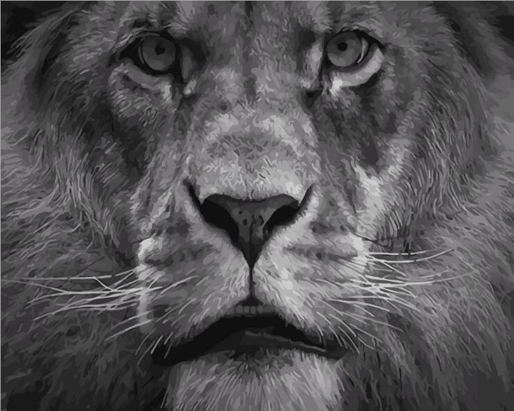 King of the Jungle - Van-Go Mal etter tall Kit | Skanto