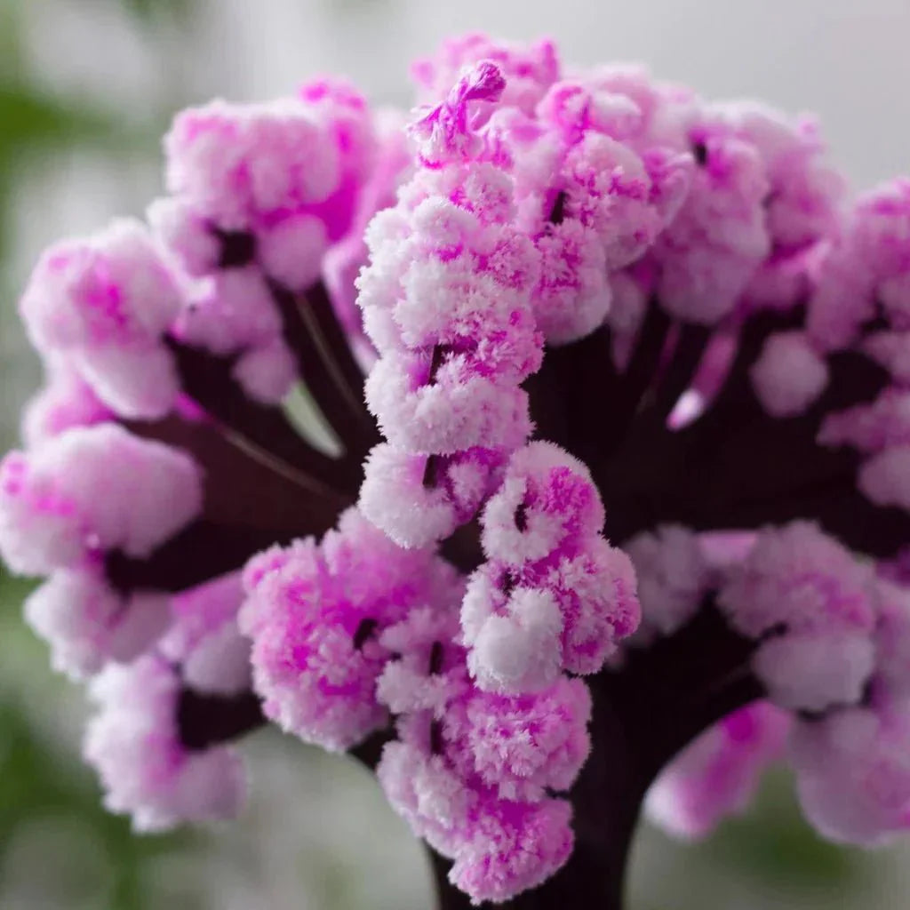 Skanto | Få hagen din til å blomstre - Dyrk ditt sakura-tre!