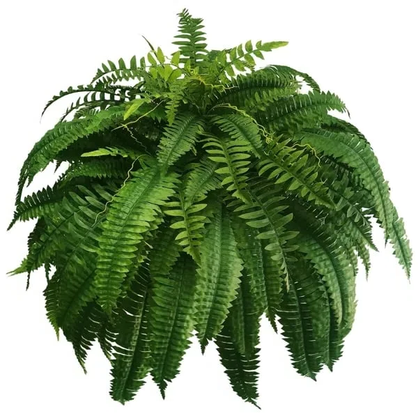Skanto | UV-Resistent Livaktig Kunstig Boston Bregne – Perfekt for Utendørs Dekor