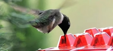 Skanto | Ant Proof Kolibri Fuglmatingsautomat Utendørs Hengende Påle