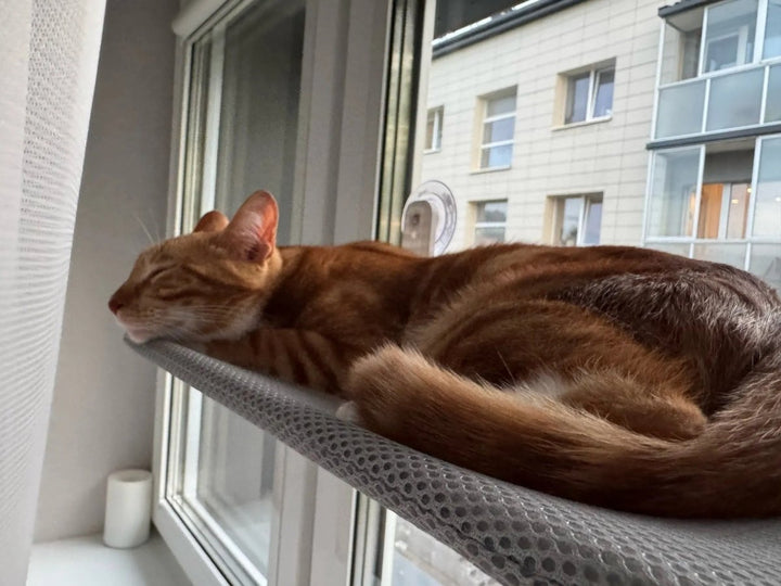 PAWPERCH – Faltbare Katzenhängematte mit wandfreundlicher Halterung | Fenstersitz ohne Bohren