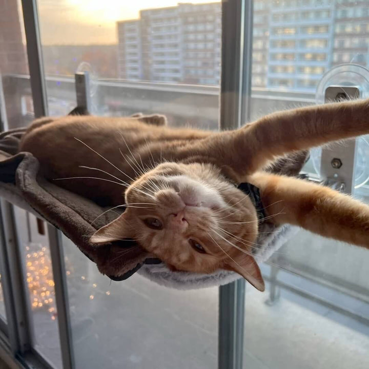 PAWPERCH – Faltbare Katzenhängematte mit wandfreundlicher Halterung | Fenstersitz ohne Bohren