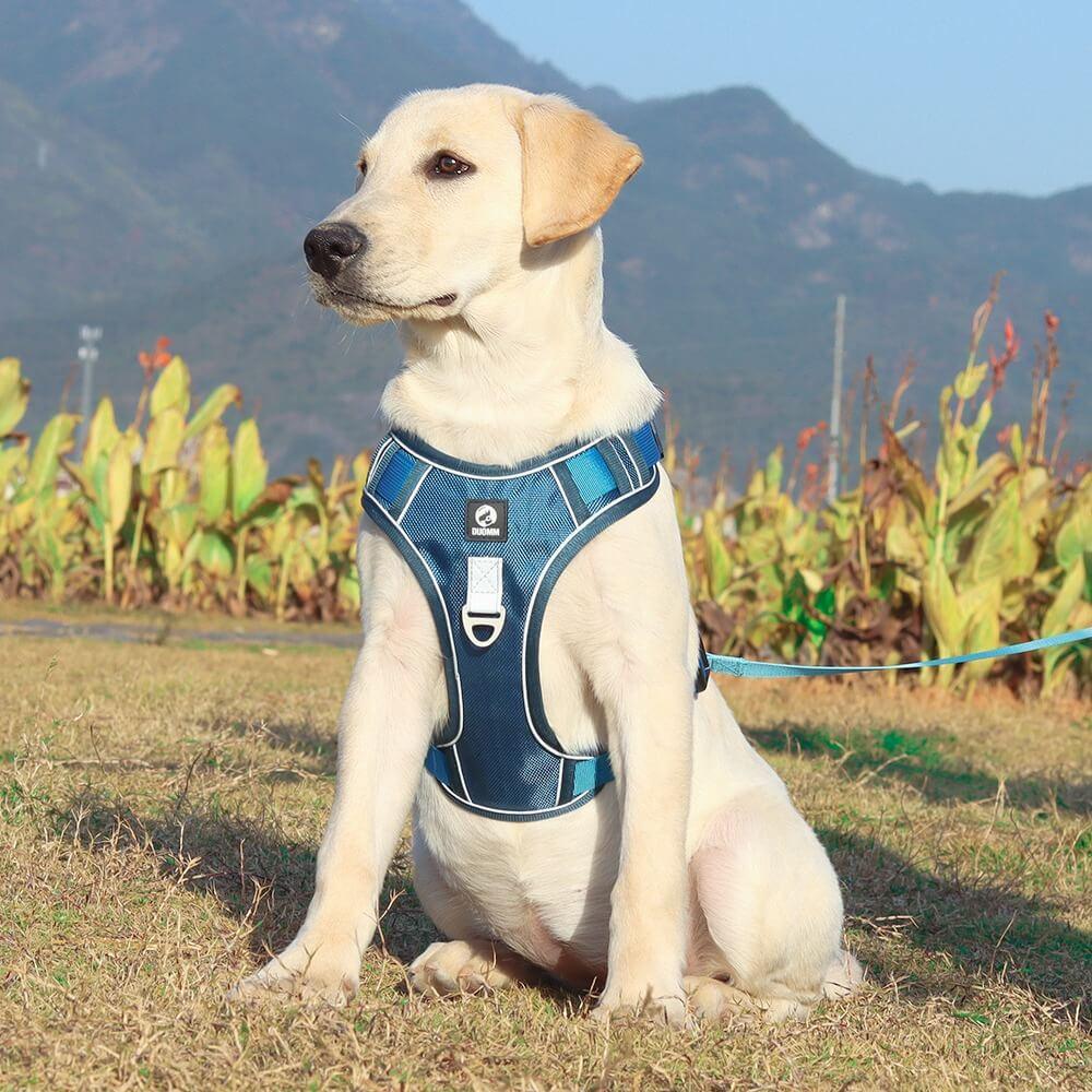 PawsControl – Den ultimate anti-drakkselen til hund