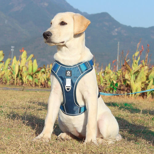 PawsControl – Den ultimate anti-drakkselen til hund