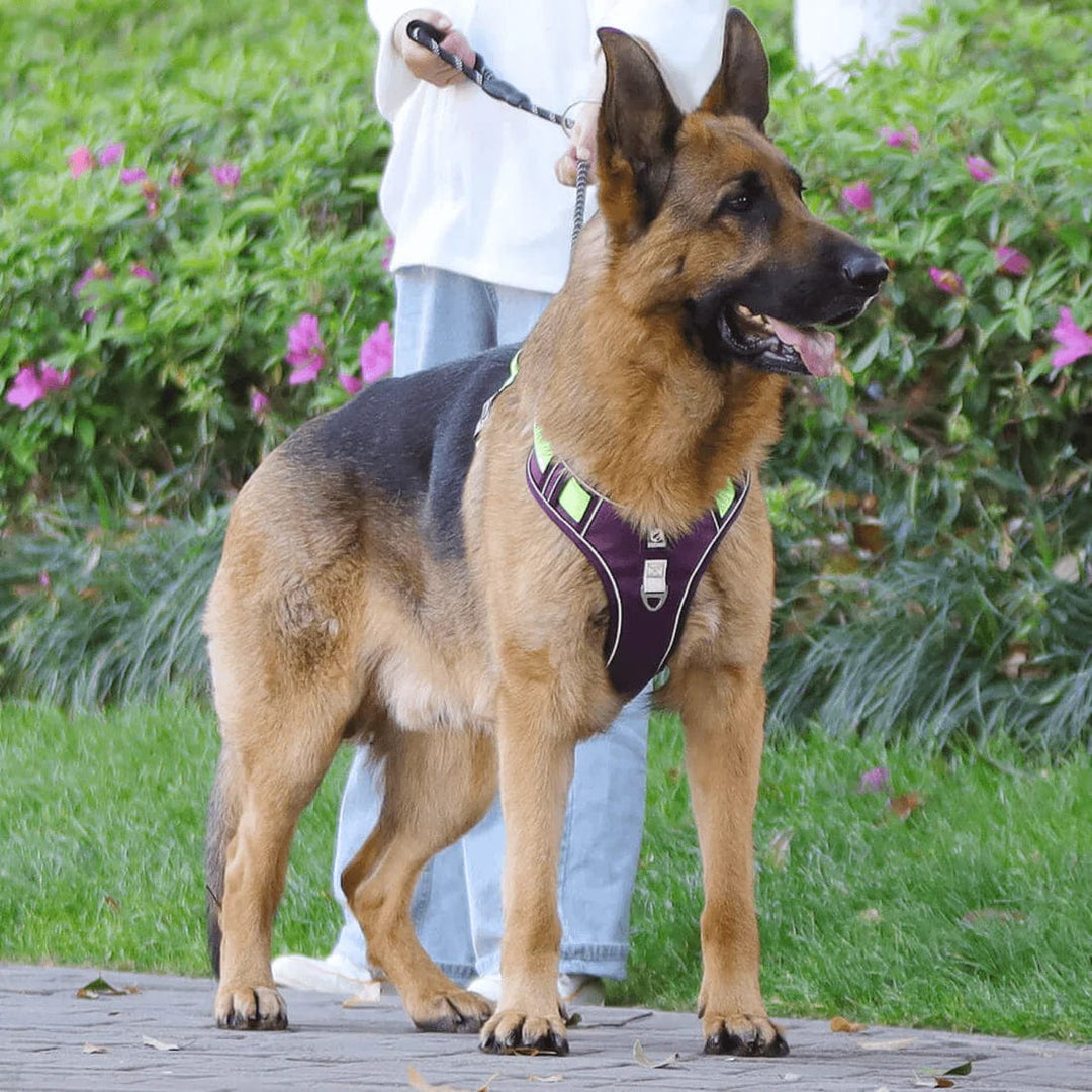 PawsControl – Den ultimate anti-drakkselen til hund