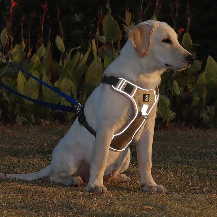 PawsControl – Den ultimate anti-drakkselen til hund
