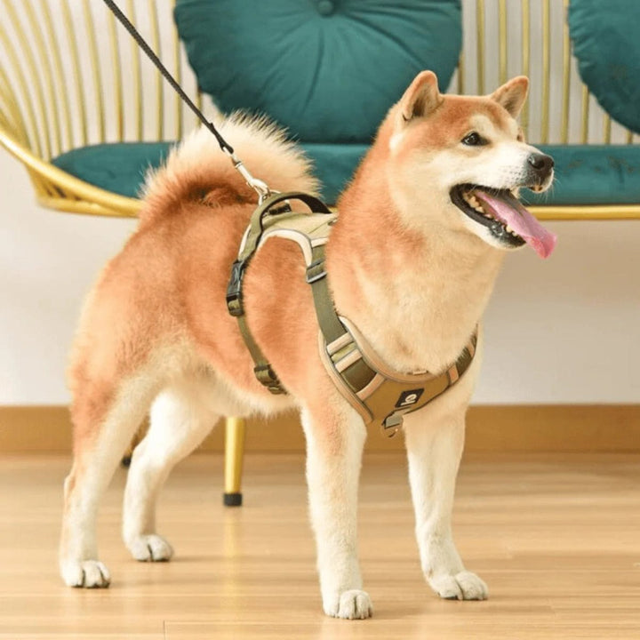 PawsControl – Den ultimate anti-drakkselen til hund