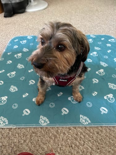 PetPaws Comfort Mat – Lekkasjefri Kjæledyrmatte Skanto