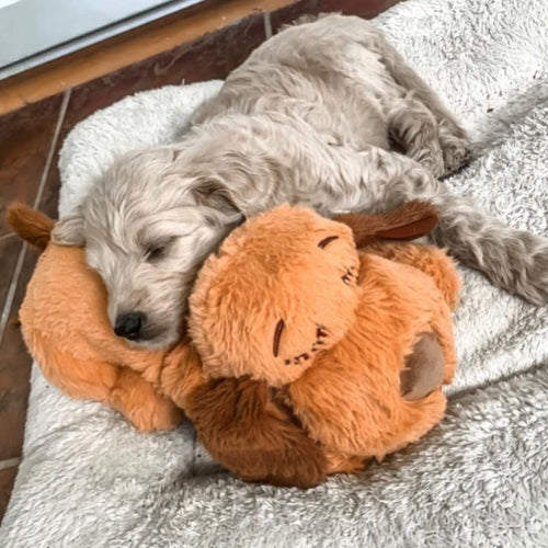 Skanto | Snuggle Puppy - Angsts- og ensomhetsdempende kosedyr