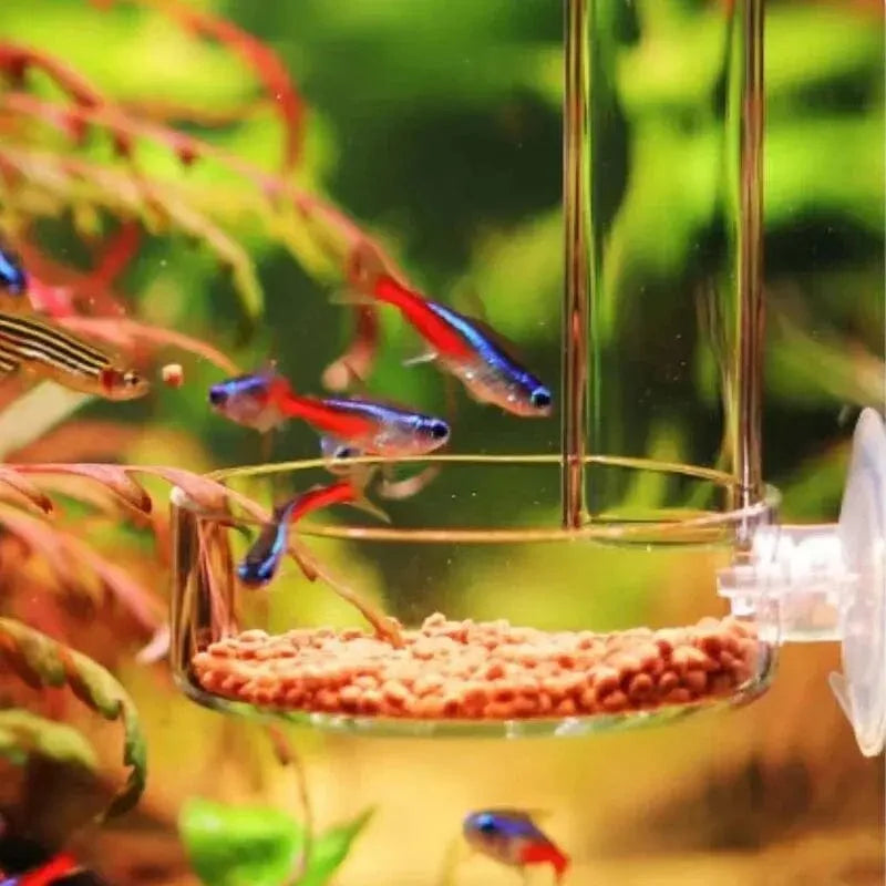 Tykt glass akvarium materieltube skål Gjennomsiktig fisketank reke snegle mat materielskål Akvariefisk matingstilbehør | Skanto