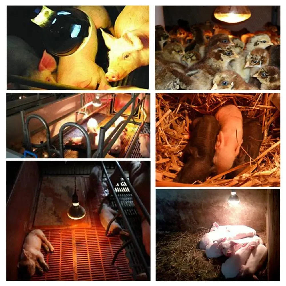 Farm Thermal Light Preservation Reptile Habitat Lights Kylling Infrarød Varmer Lys Infrarød Lampe Klekke Varme Kylling Lampe | Skanto