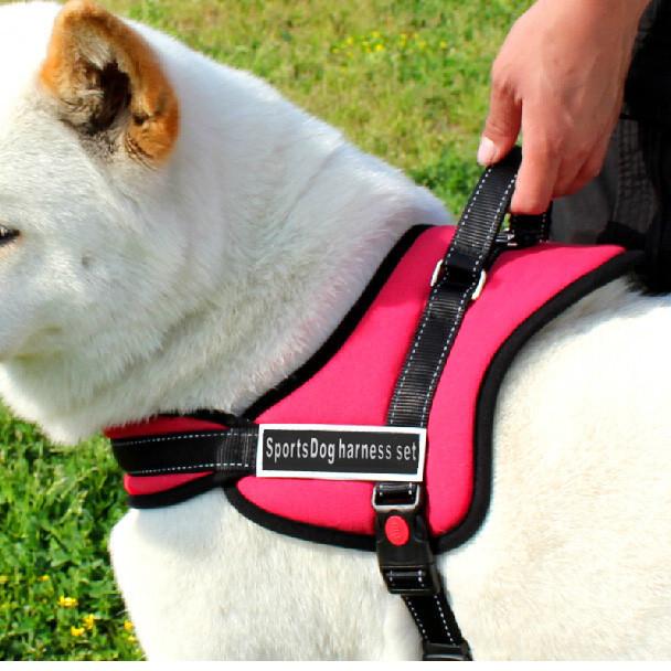 Hundeturgjengersele | Skanto