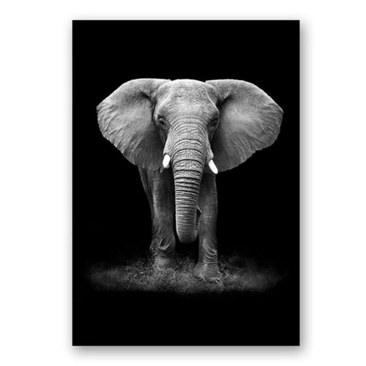 Natur, dyreliv i Afrika, villdyr, svart-hvitt - lerretbilde