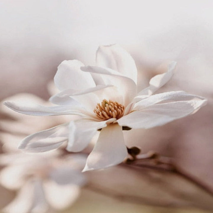 Moderne rosa blomsterskisse – lerretsbilde