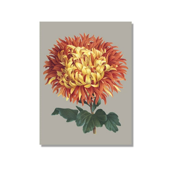 Vakkert chrysantemum blomsterbilde – lerretsbilde
