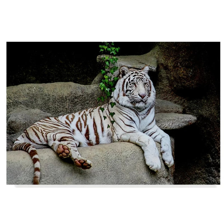 Løgnende Hvit Tiger - Lerret Veggkunst Maleri
