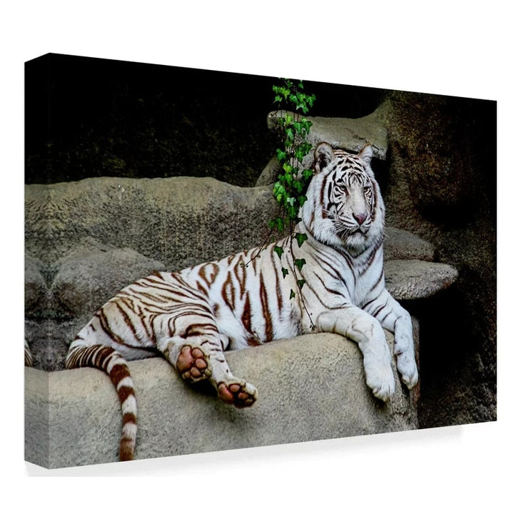 Løgnende Hvit Tiger - Lerret Veggkunst Maleri