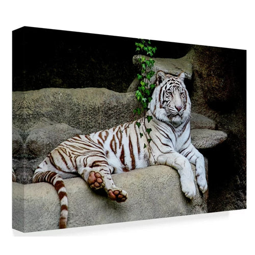 Løgnende Hvit Tiger - Lerret Veggkunst Maleri