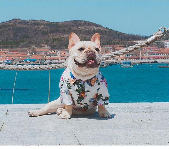 Frenchie Sommer Skjorte | Skanto