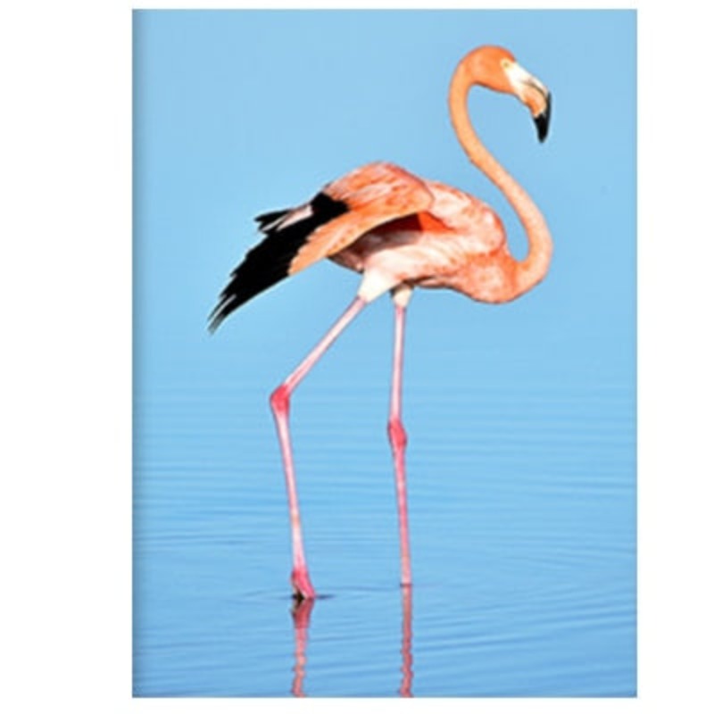 Flamingo I Havlandskap - Lerret Veggkunst Maleri