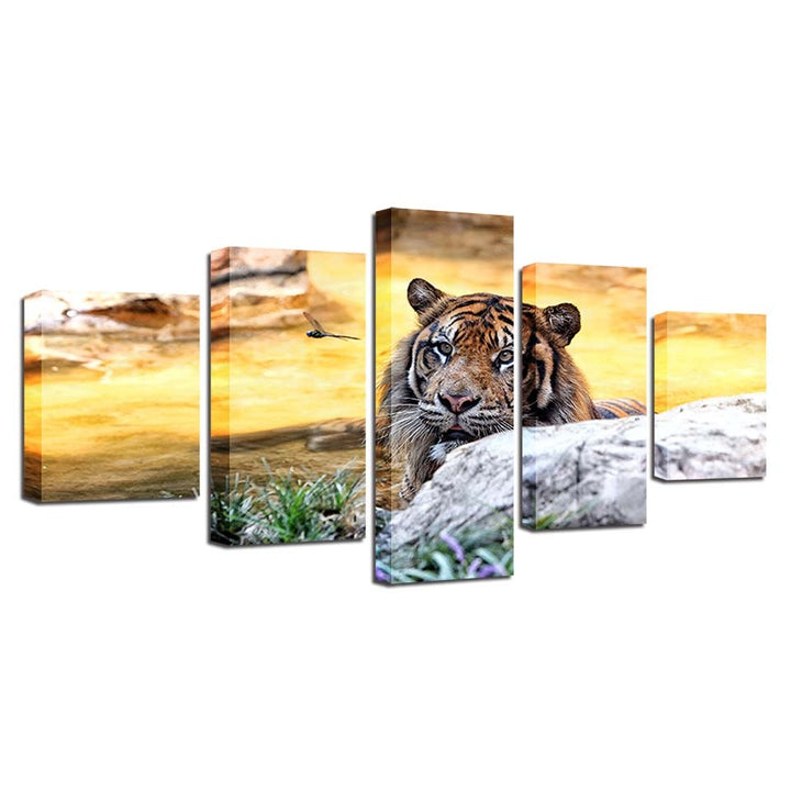 Solnedgang, Tiger – Lerretsbilde