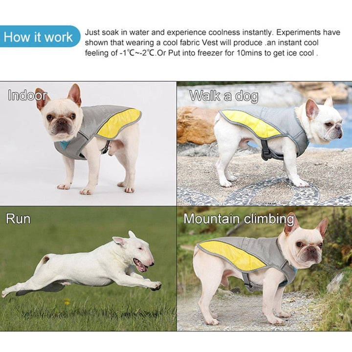 Coolify™ : Kjølevest for Fransk Bulldog (CS13) | Skanto