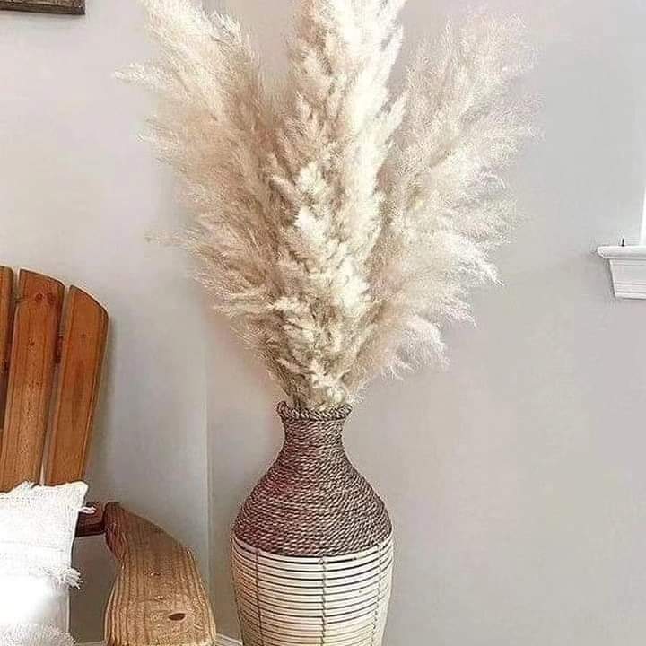 Skanto | 1.5M Pampas gress