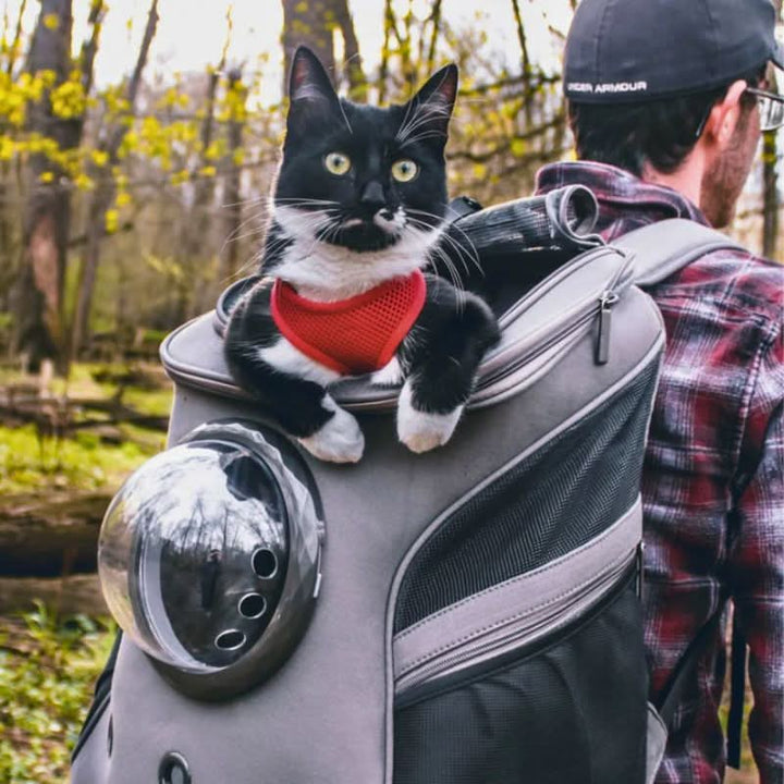 Skanto | Sammenleggbar katte reiseveske med panoramaf vindu og komfortdesign