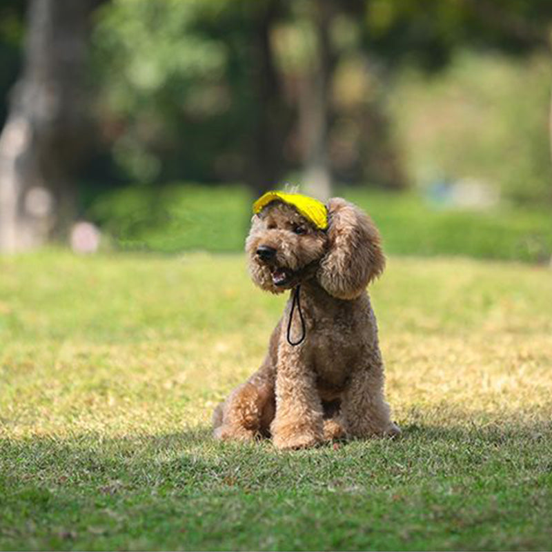 Skanto | Hundehatt