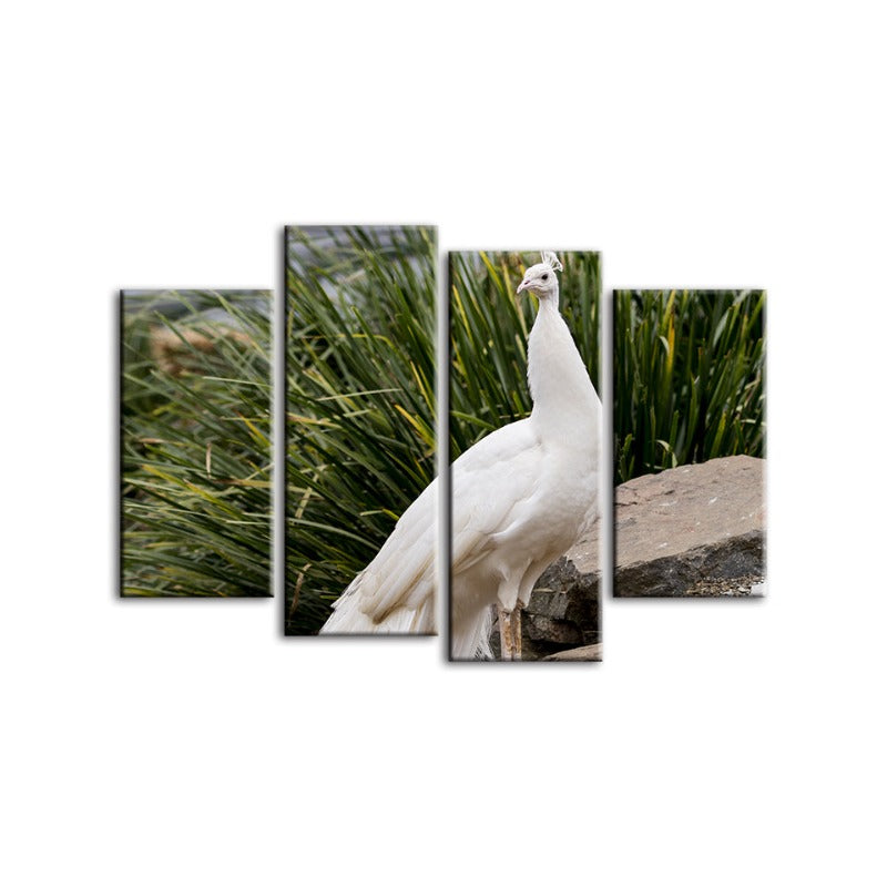 4 stk. Regal Albino Påfugl - Lærret Veggkunst Maleri | Skanto